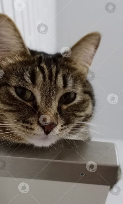 Скачать Взгляд кота фотосток Ozero