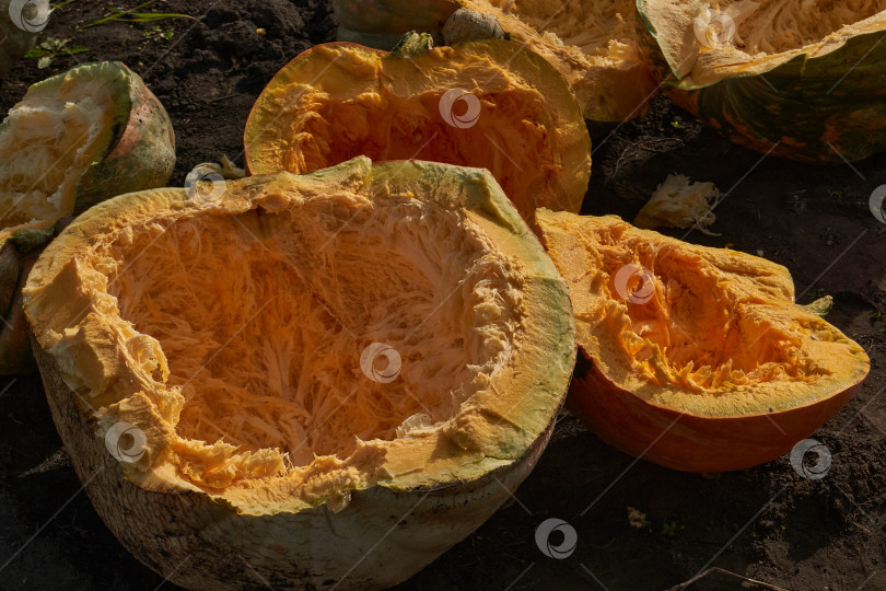 Скачать Разрезанная пополам тыква с удаленными семенами на земле. Крупный план внутренней части спелой тыквы. фотосток Ozero