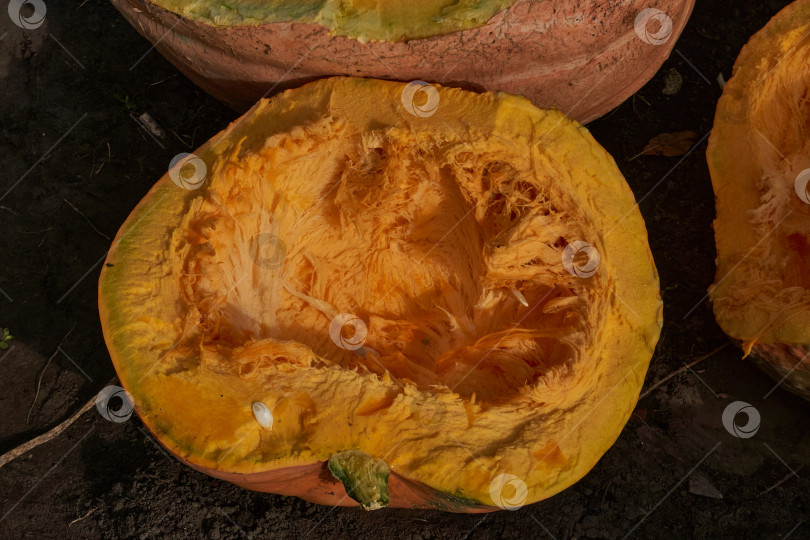 Скачать Разрезанная пополам тыква с удаленными семенами на земле. Крупный план внутренней части спелой тыквы. фотосток Ozero