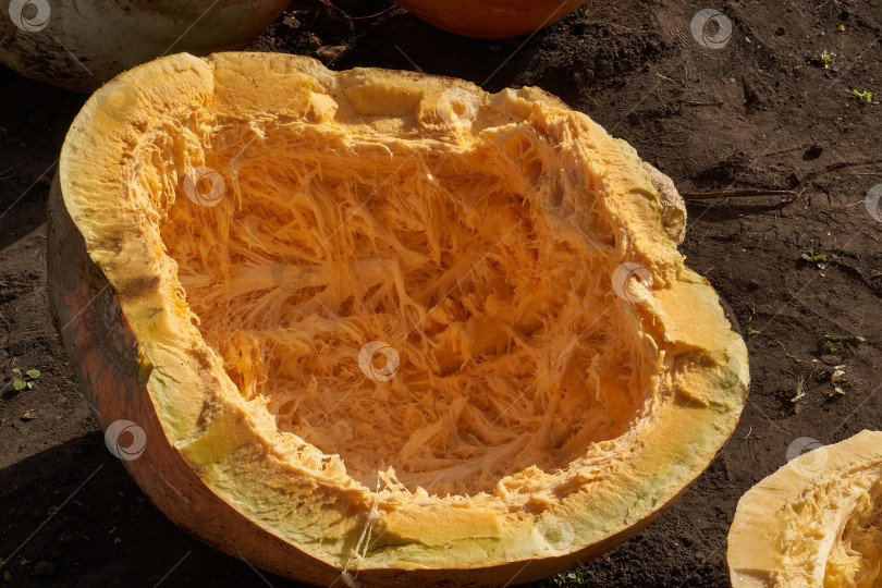 Скачать Разрезанная пополам тыква с удаленными семенами на земле. Крупный план внутренней части спелой тыквы. фотосток Ozero