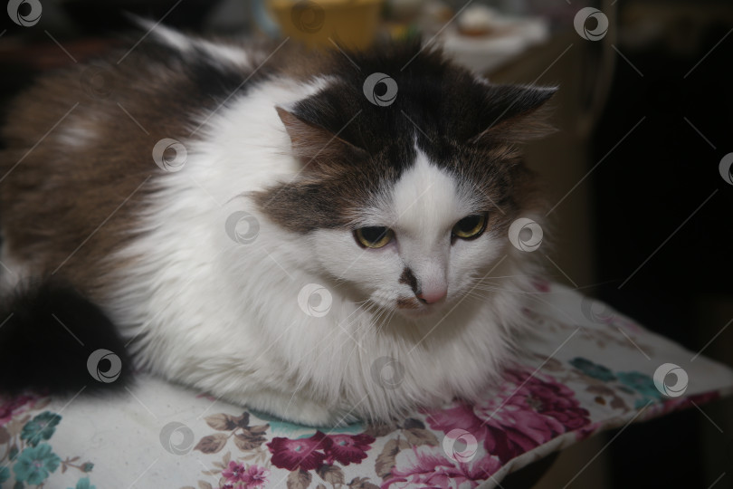 Скачать Милый белый кот фотосток Ozero