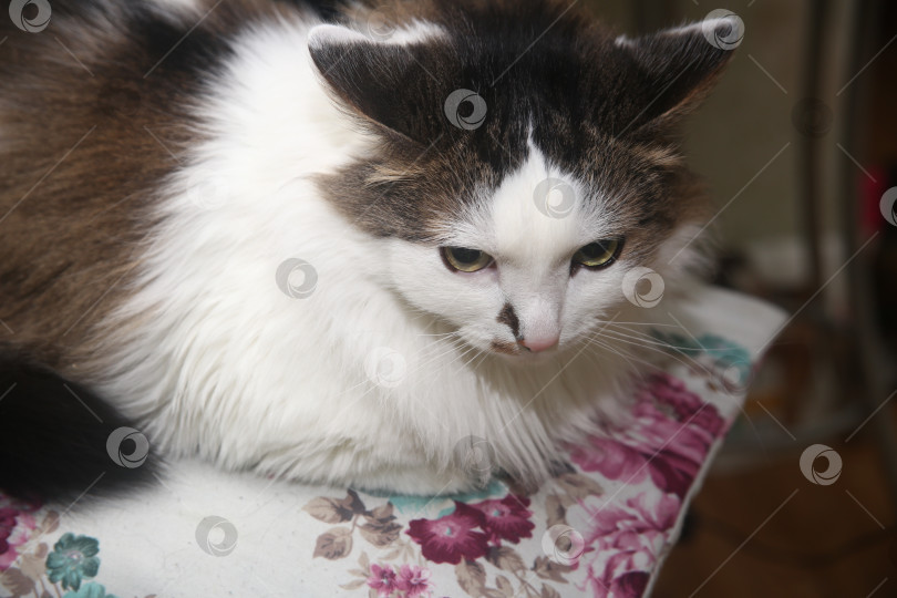 Скачать Милый белый кот лежит на стуле фотосток Ozero