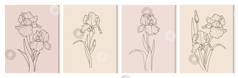 Скачать Набор элегантных фонов с цветами ириса фотосток Ozero