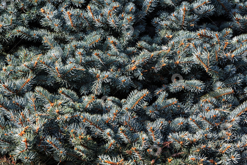 Скачать природная текстура 4 фотосток Ozero