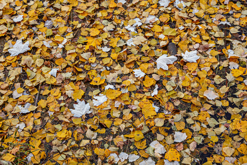 Скачать природная текстура 2 фотосток Ozero