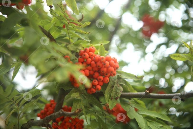 Скачать Растение рябина обыкновенная фотосток Ozero