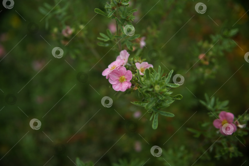 Скачать Цветы нежные в саду фотосток Ozero
