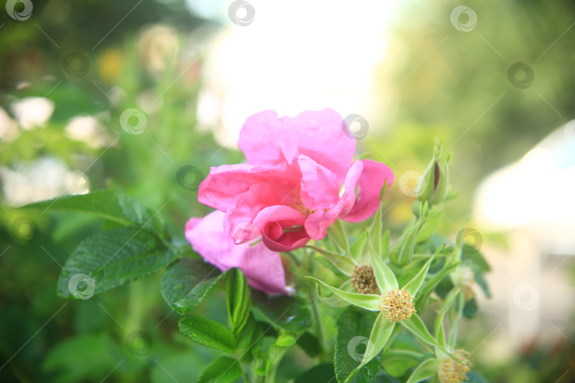 Скачать Цветок розовый шиповника в саду фотосток Ozero