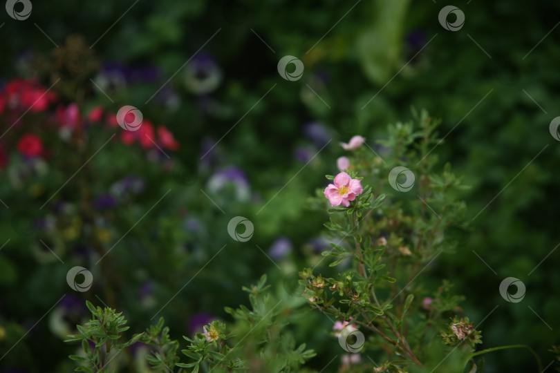 Скачать Цветы нежные розовые фотосток Ozero