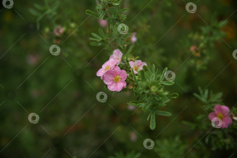 Скачать Цветы лапчатки нежные розовые фотосток Ozero