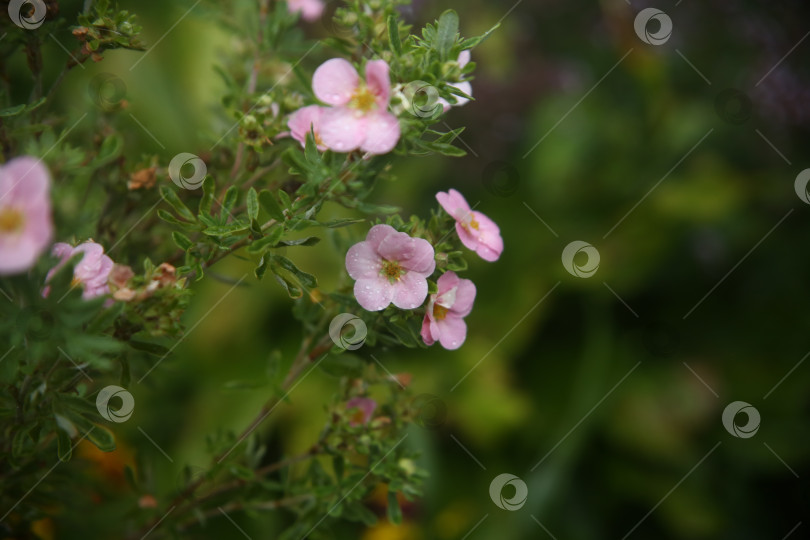 Скачать Цветы лапчатки нежные розовые цветут в саду фотосток Ozero