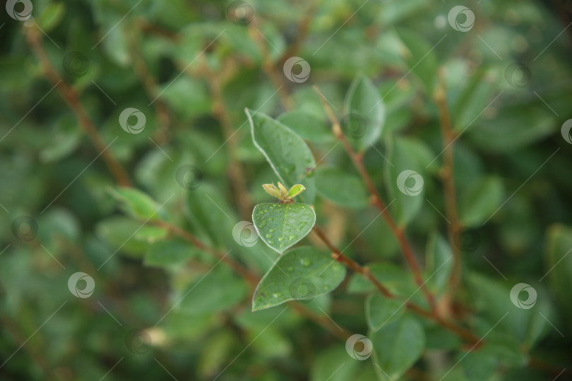 Скачать Зелень с листьями на кусте фотосток Ozero