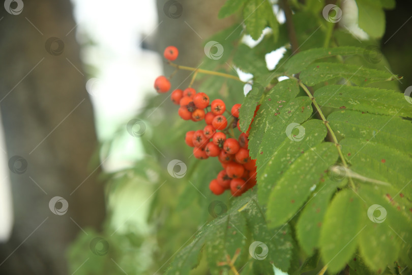 Скачать Растение рябина обыкновенная фотосток Ozero