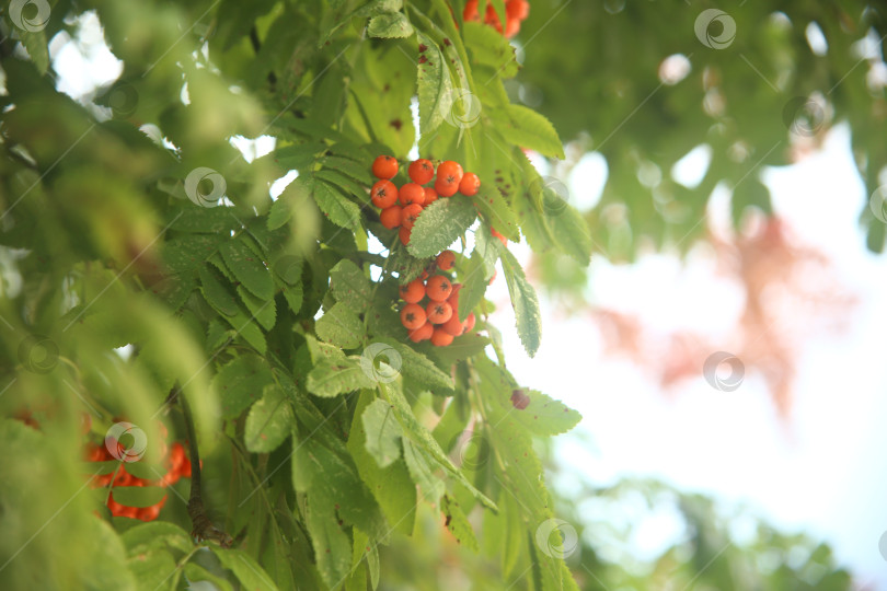 Скачать Растение рябина обыкновенная фотосток Ozero