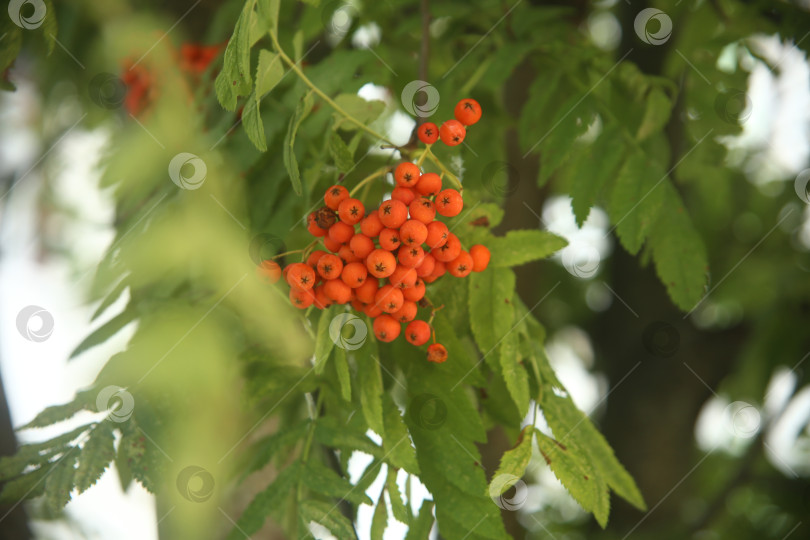 Скачать Растение рябина обыкновенная фотосток Ozero