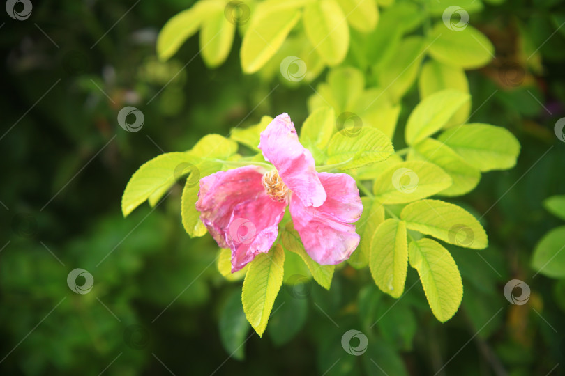 Скачать Красивый алый цветок на кустарнике фотосток Ozero