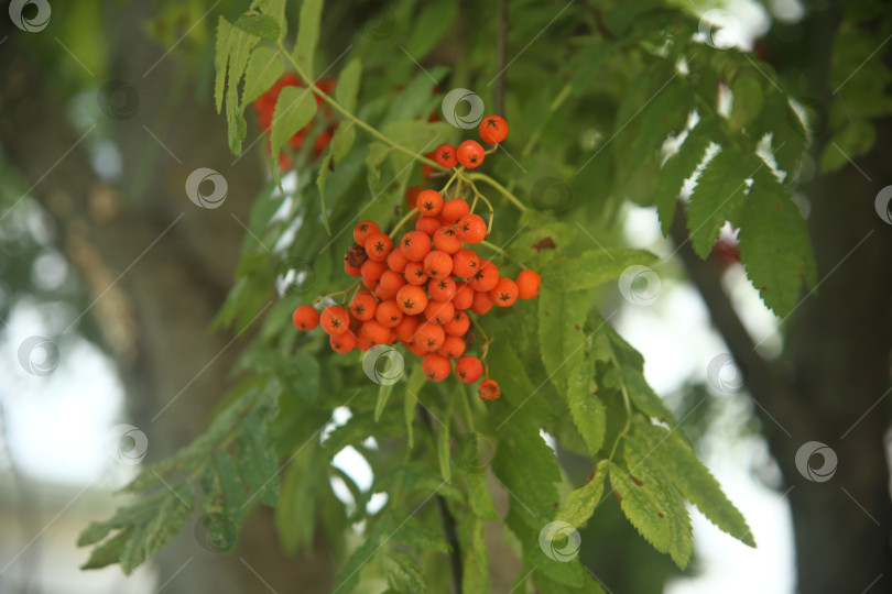 Скачать Растение рябина обыкновенная фотосток Ozero