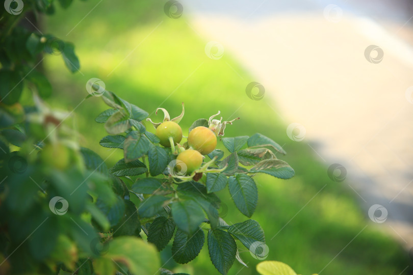 Скачать Растение плодов шиповника фотосток Ozero