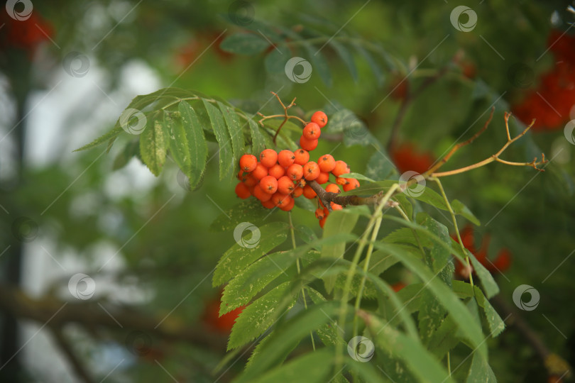 Скачать Растение рябина обыкновенная фотосток Ozero