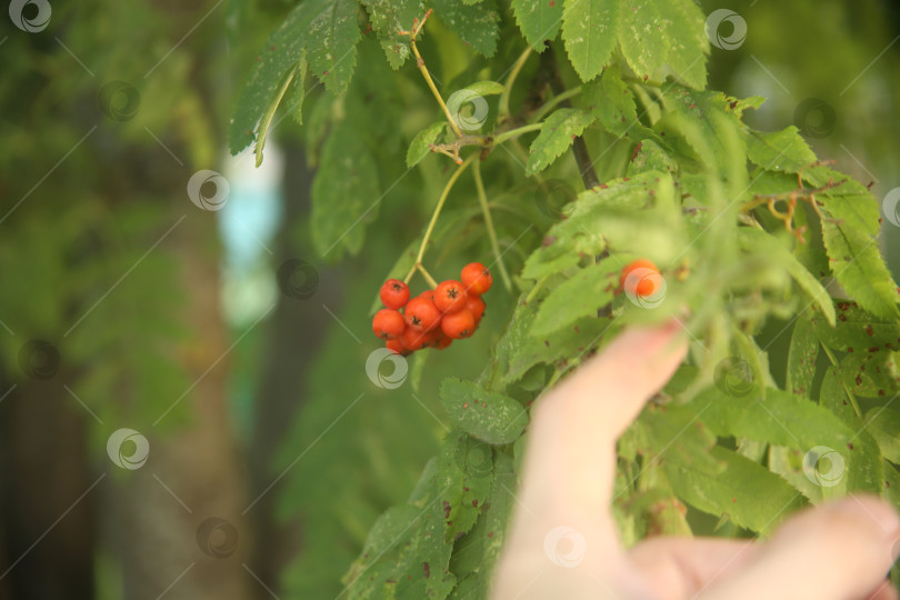 Скачать Рябина обыкновенная на ветке фотосток Ozero