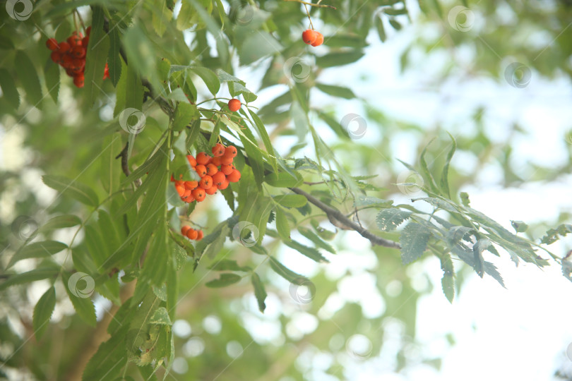 Скачать Растение рябина обыкновенная фотосток Ozero