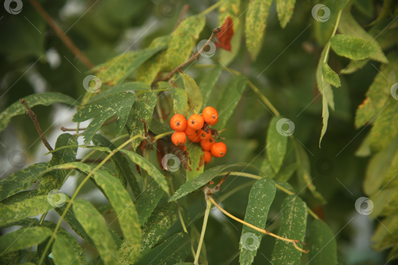 Скачать Растение рябина обыкновенная фотосток Ozero