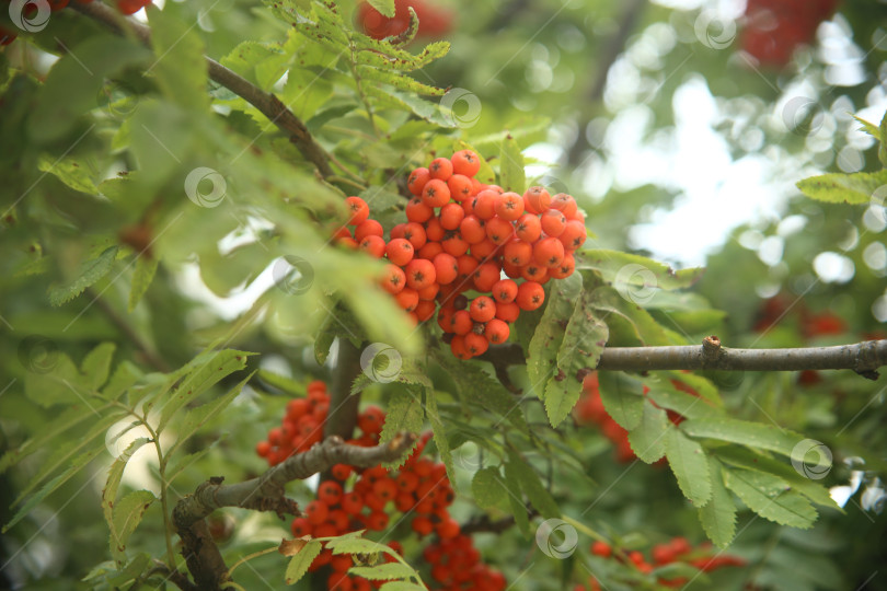 Скачать Растение рябина обыкновенная фотосток Ozero