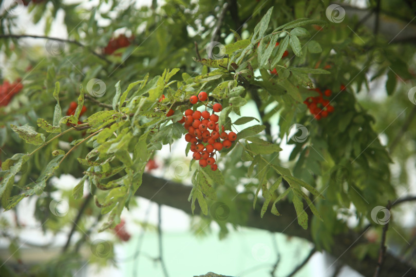 Скачать Растение рябина обыкновенная на ветке фотосток Ozero
