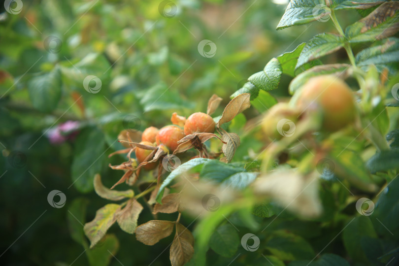 Скачать Растение плодов шиповника фотосток Ozero