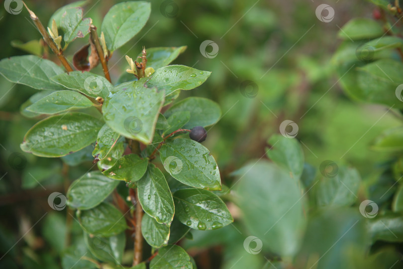Скачать Зелень с листьями и бордовые ягоды фотосток Ozero