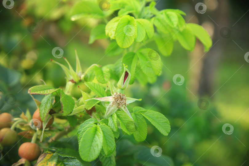 Скачать Красивые цветки и плоды шиповника фотосток Ozero