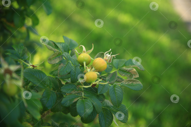 Скачать Растение плодов шиповника с листьями фотосток Ozero