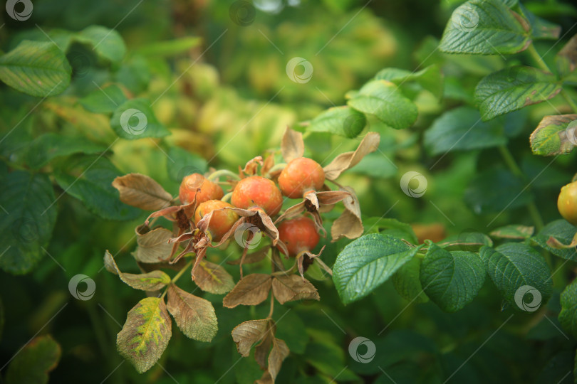 Скачать Растение плодов шиповника с листьями фотосток Ozero