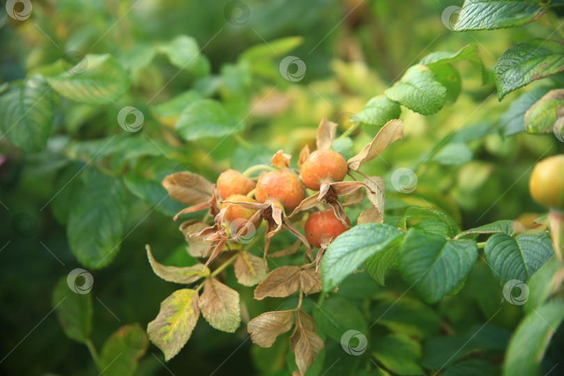 Скачать Растение плодов шиповника фотосток Ozero