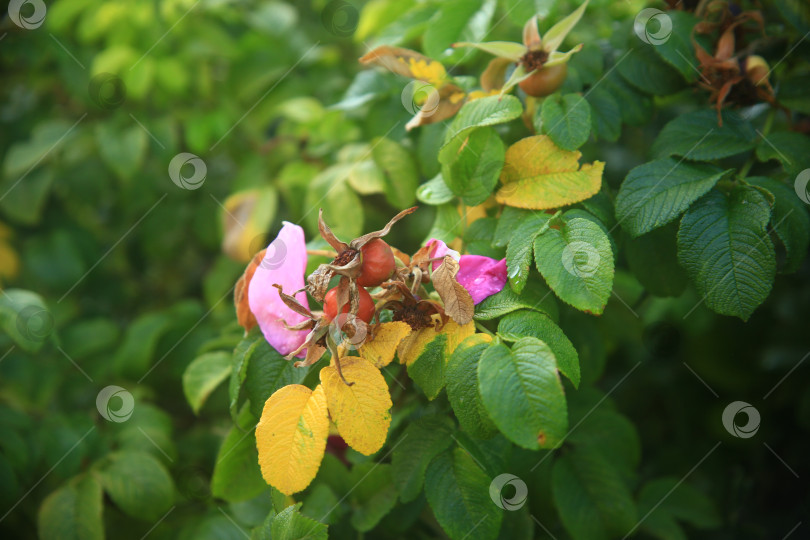Скачать Растение плодов шиповника с листьями фотосток Ozero