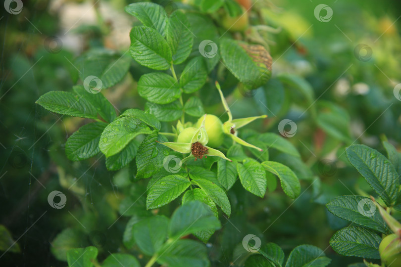 Скачать Растение плодов шиповника с листьями фотосток Ozero