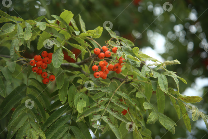 Скачать Зелень с листьями и рябина ягоды в саду фотосток Ozero