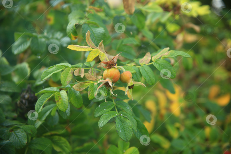 Скачать Растение плодов шиповника фотосток Ozero