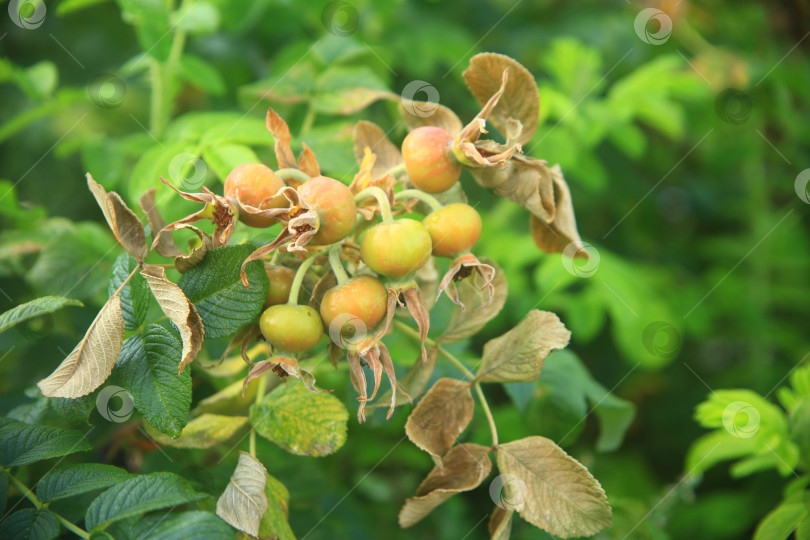 Скачать Растение плодов шиповника фотосток Ozero