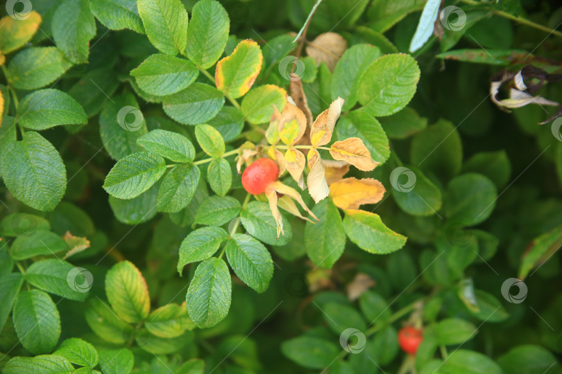 Скачать Растение плодов шиповника с листьями фотосток Ozero