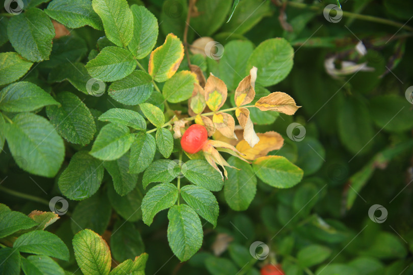 Скачать Растение плодов шиповника фотосток Ozero