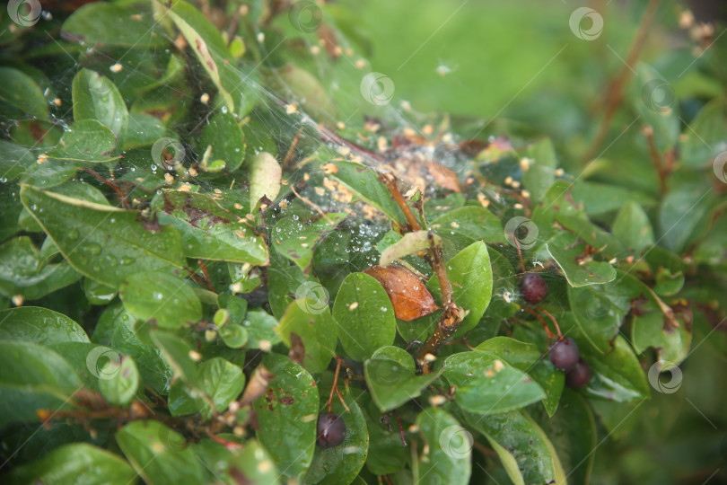 Скачать Зелень с листьями и ягоды в саду фотосток Ozero