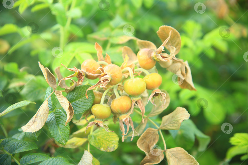 Скачать Растение плодов шиповника фотосток Ozero