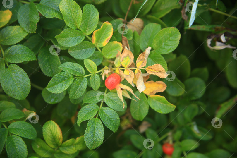 Скачать Растение шиповника на дереве фотосток Ozero