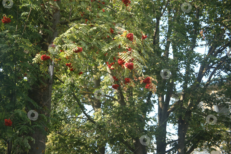 Скачать Растение рябина обыкновенная фотосток Ozero