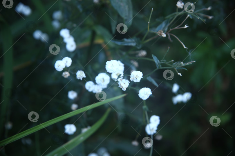 Скачать Красивый белый цветок на кустарнике фотосток Ozero