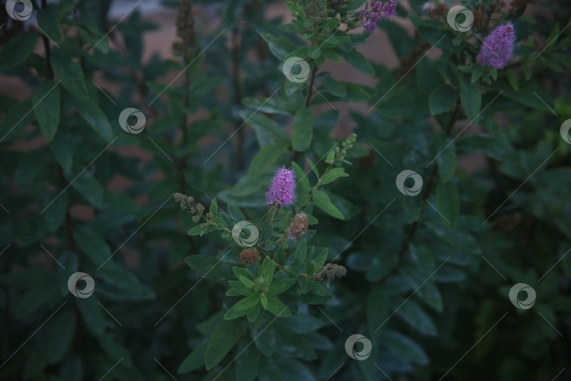 Скачать Цветы нежные розовые фотосток Ozero