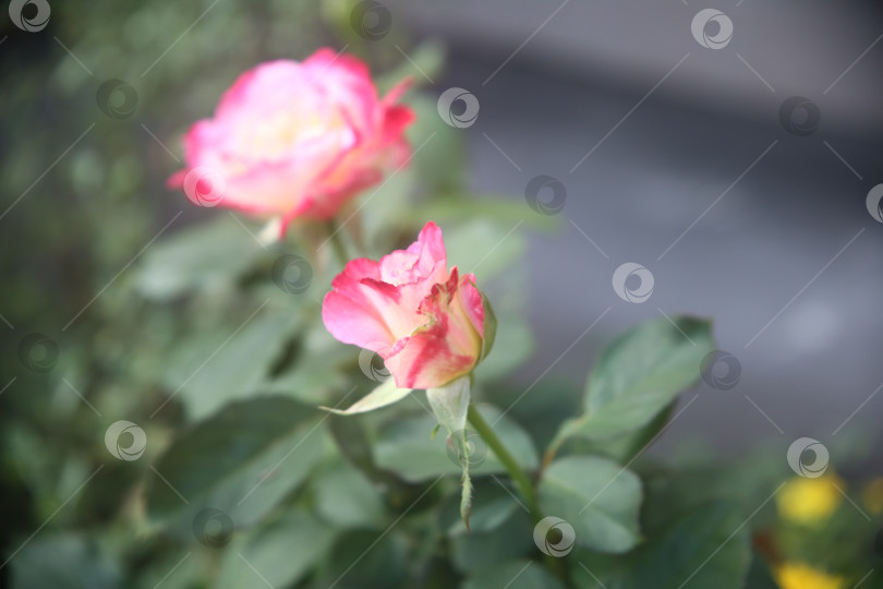 Скачать Цветок розовая роза фотосток Ozero