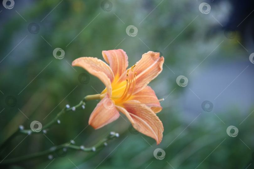 Скачать Цветы лилии нежные лиловые фотосток Ozero