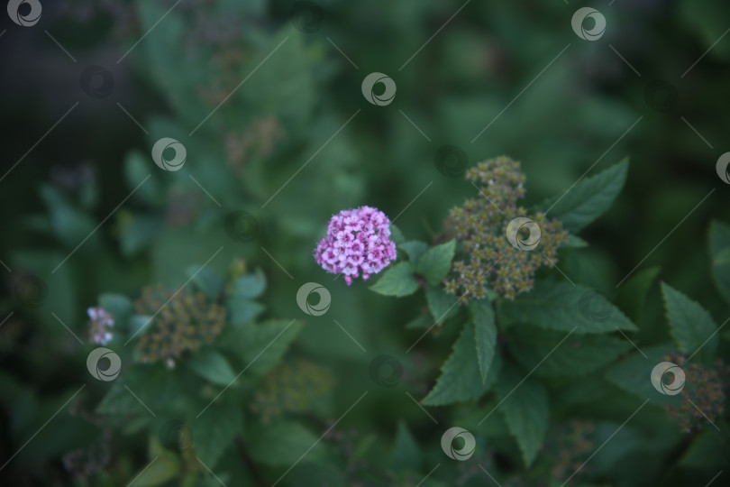 Скачать Цветы нежные лиловые фотосток Ozero